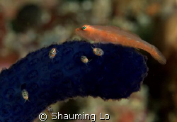 Goby, sponge and lices at horse shoe Bay Komodo islands by Shauming Lo 